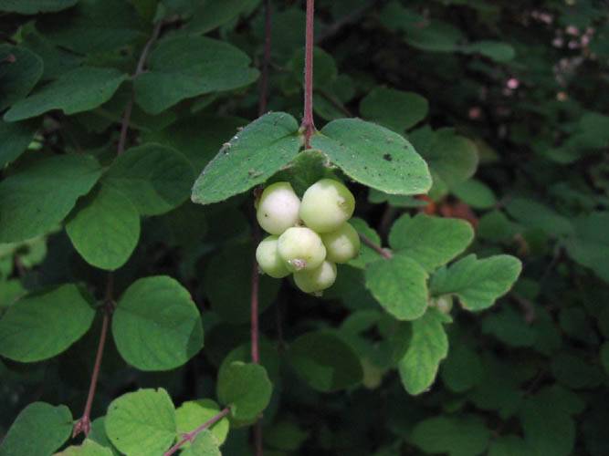 Creeping snowberry – Symphoricarpos mollis