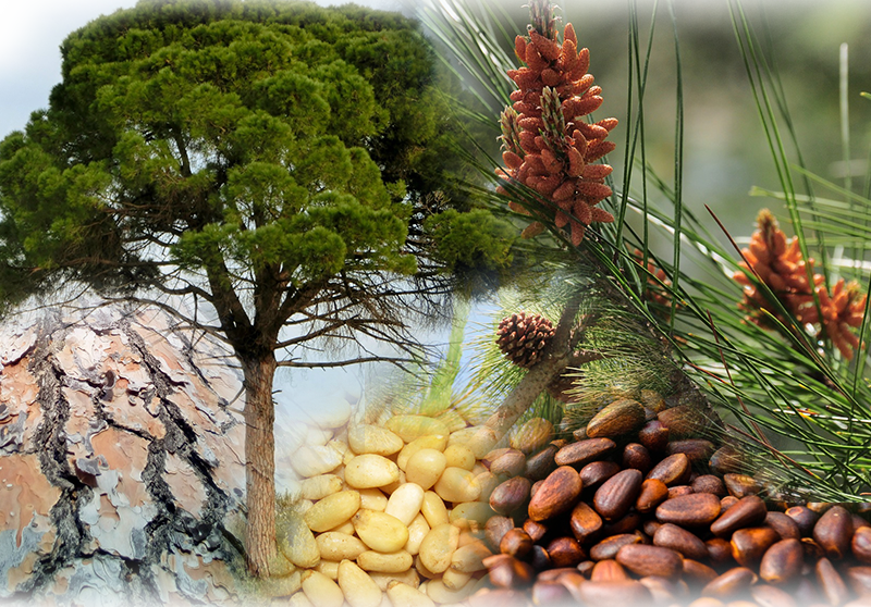 Mittelmeer-Pinie – Pinus pinea