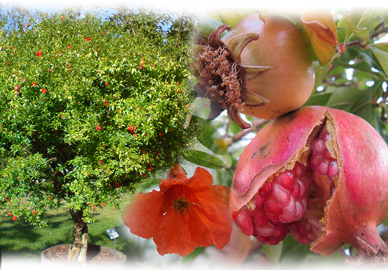 Granatapfel – Punica granatum