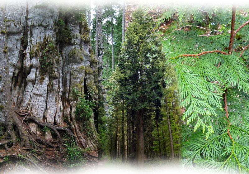 Western red cedar – Thuja plicata