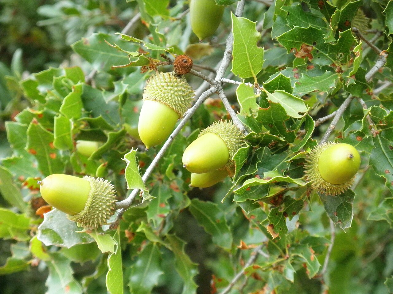 Kermeseiche – Quercus coccifera