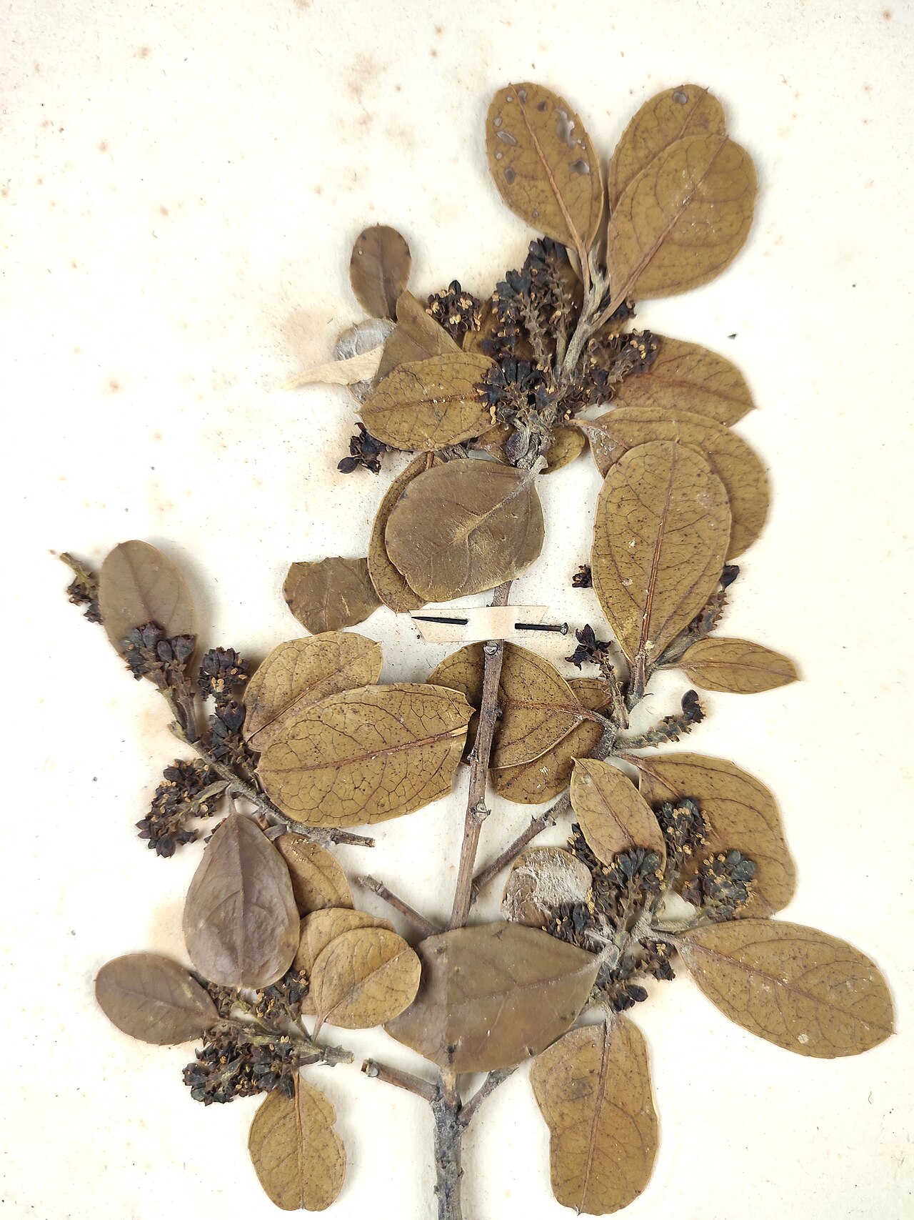 Italian buckthorn – Rhamnus alaternus