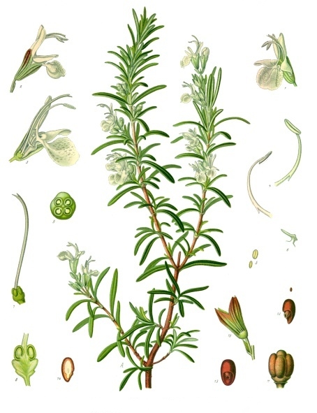 Rosmarin – Rosmarinus officinalis