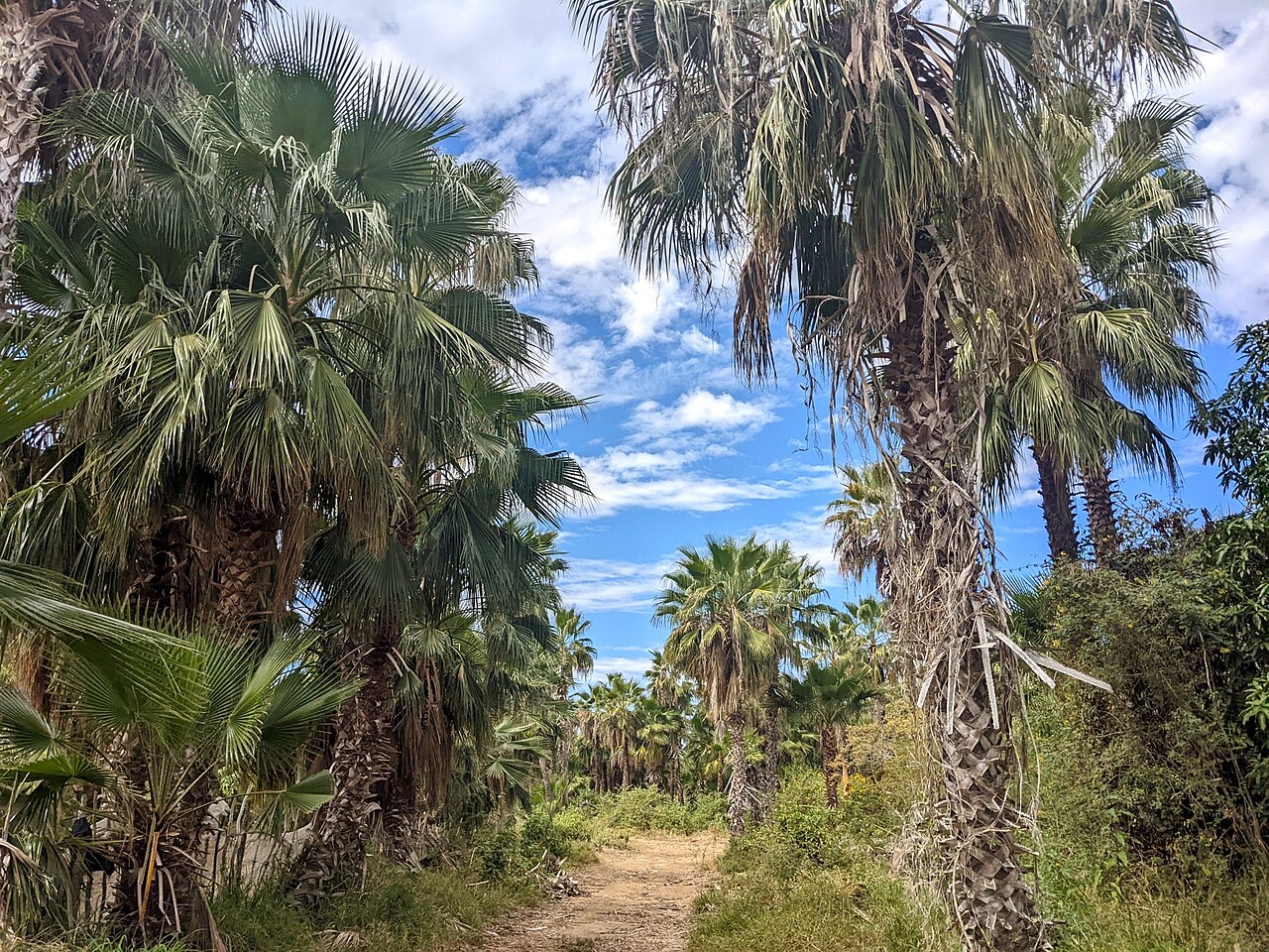 Mexikanische Washingtonpalme – Washingtonia robusta