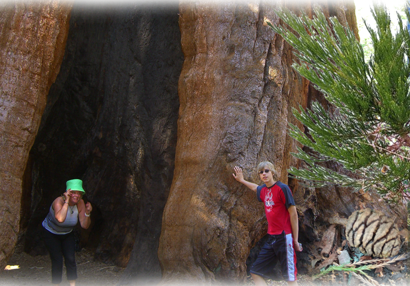 Riesenmammutbaum – Sequoiadendron giganteum