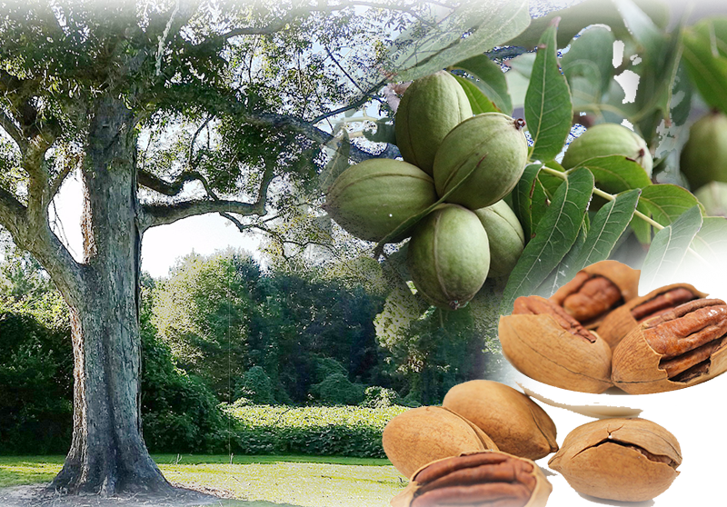 Pekannuss – Carya illinoinensis