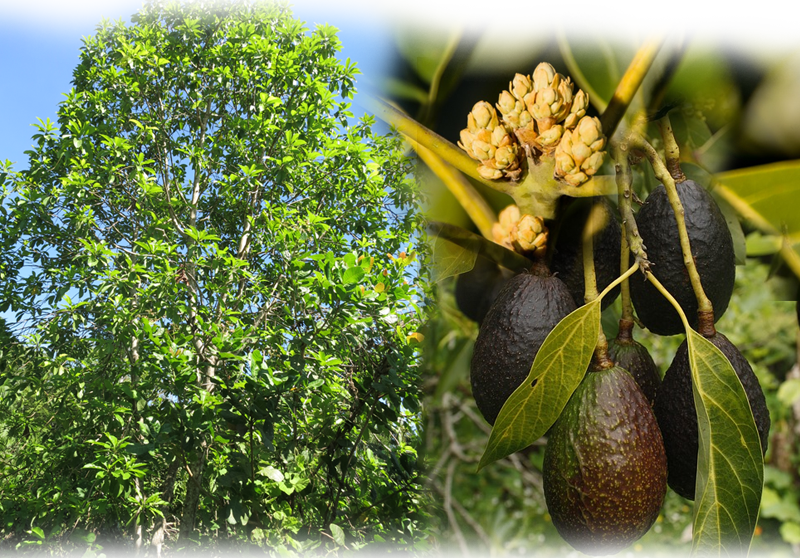 Avocado – Persea americana