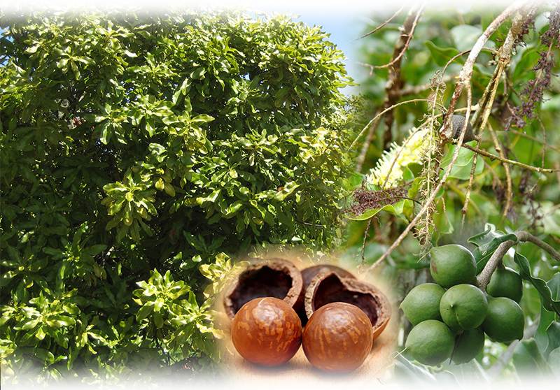 Macadamia – Macadamia integrifolia
