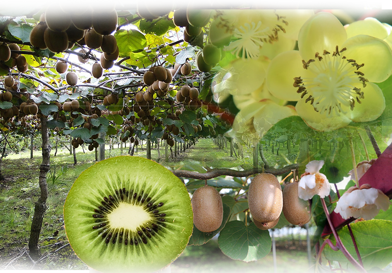 Kiwi – Actinidia deliciosa