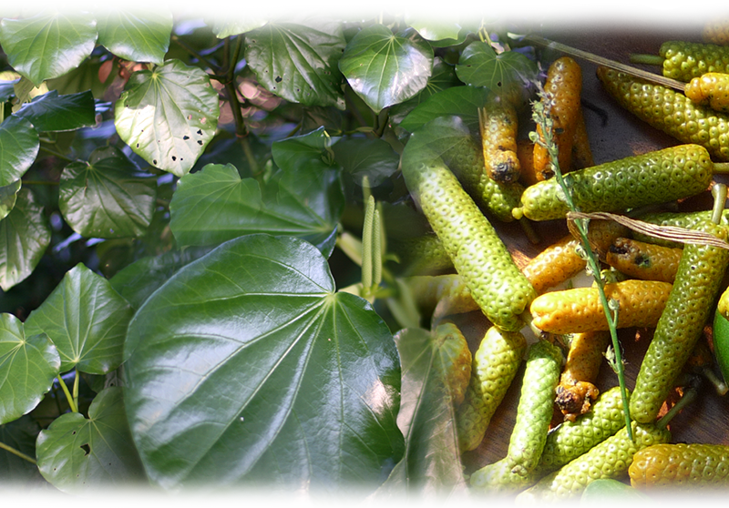 Kawakawa – Piper excelsum