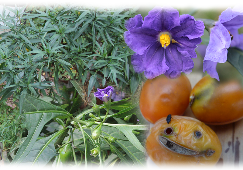 Poroporo – Solanum aviculare