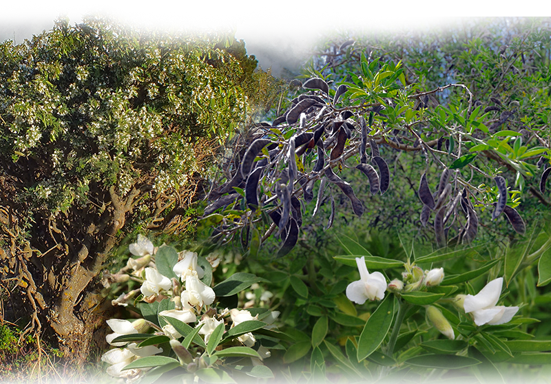 Tagasaste – Cytisus proliferus
