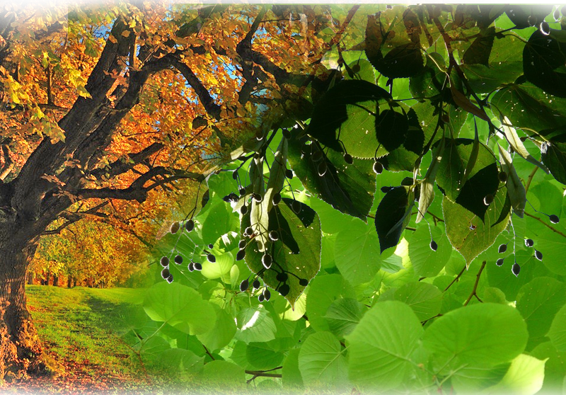 Winterlinde – Tilia cordata