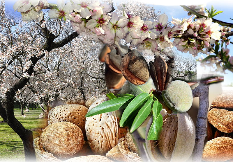 Mandel – Prunus dulcis