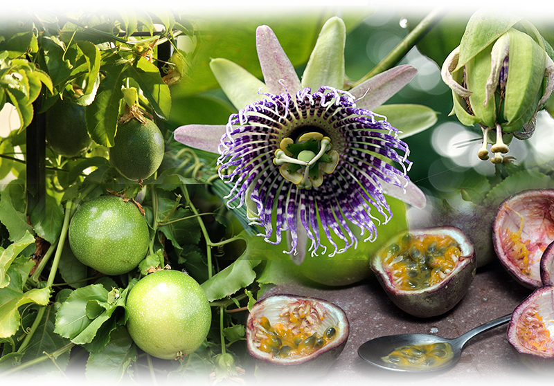 Maracuja Passionsfrucht – Passiflora edulis