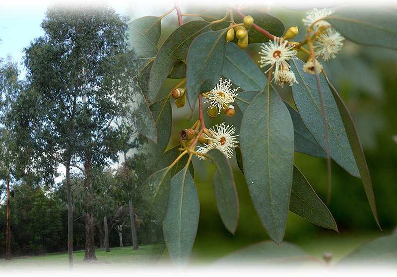 Mostgummi-Eukalyptus – Eucalyptus gunnii
