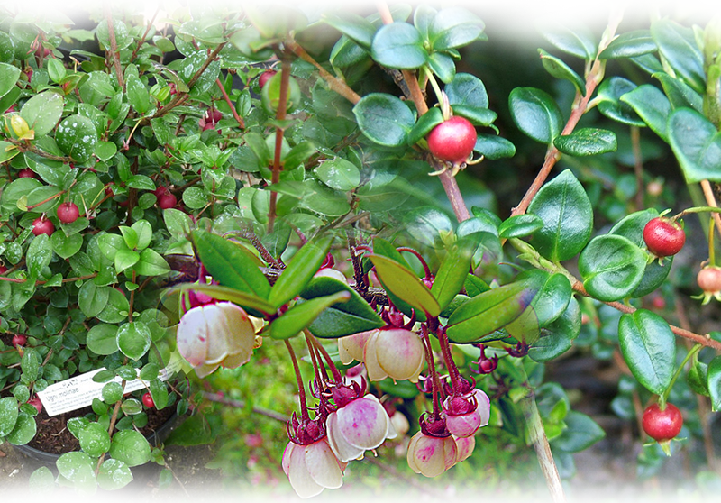 Ugni – Ugni molinae
