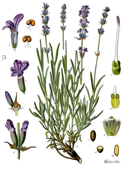 Echter Lavendel – Lavandula angustifolia