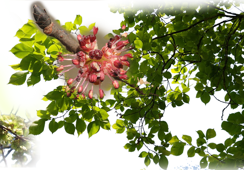 Bergulme – Ulmus glabra