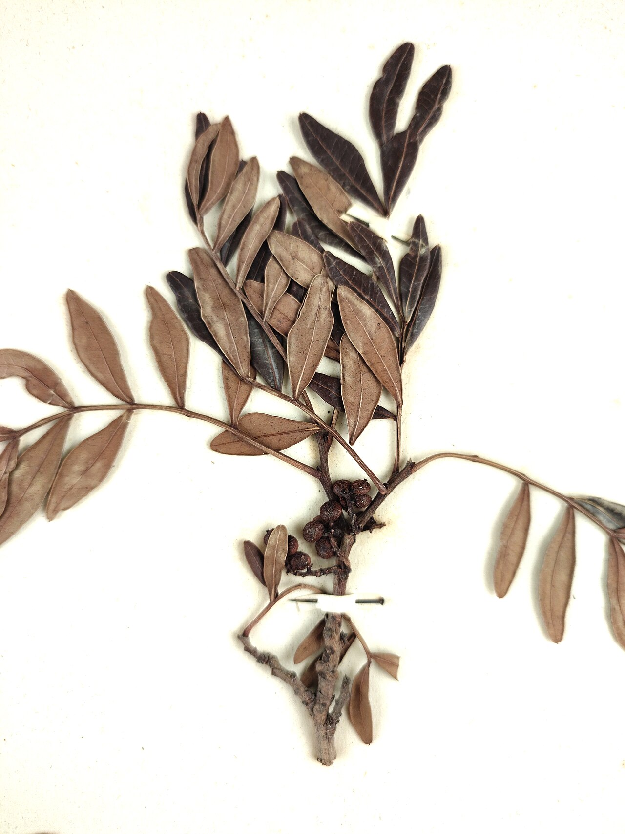 Mastixstrauch – Pistacia lentiscus