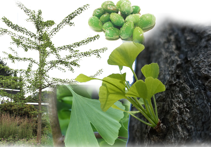 Ginkgo-Baum – Ginkgo biloba