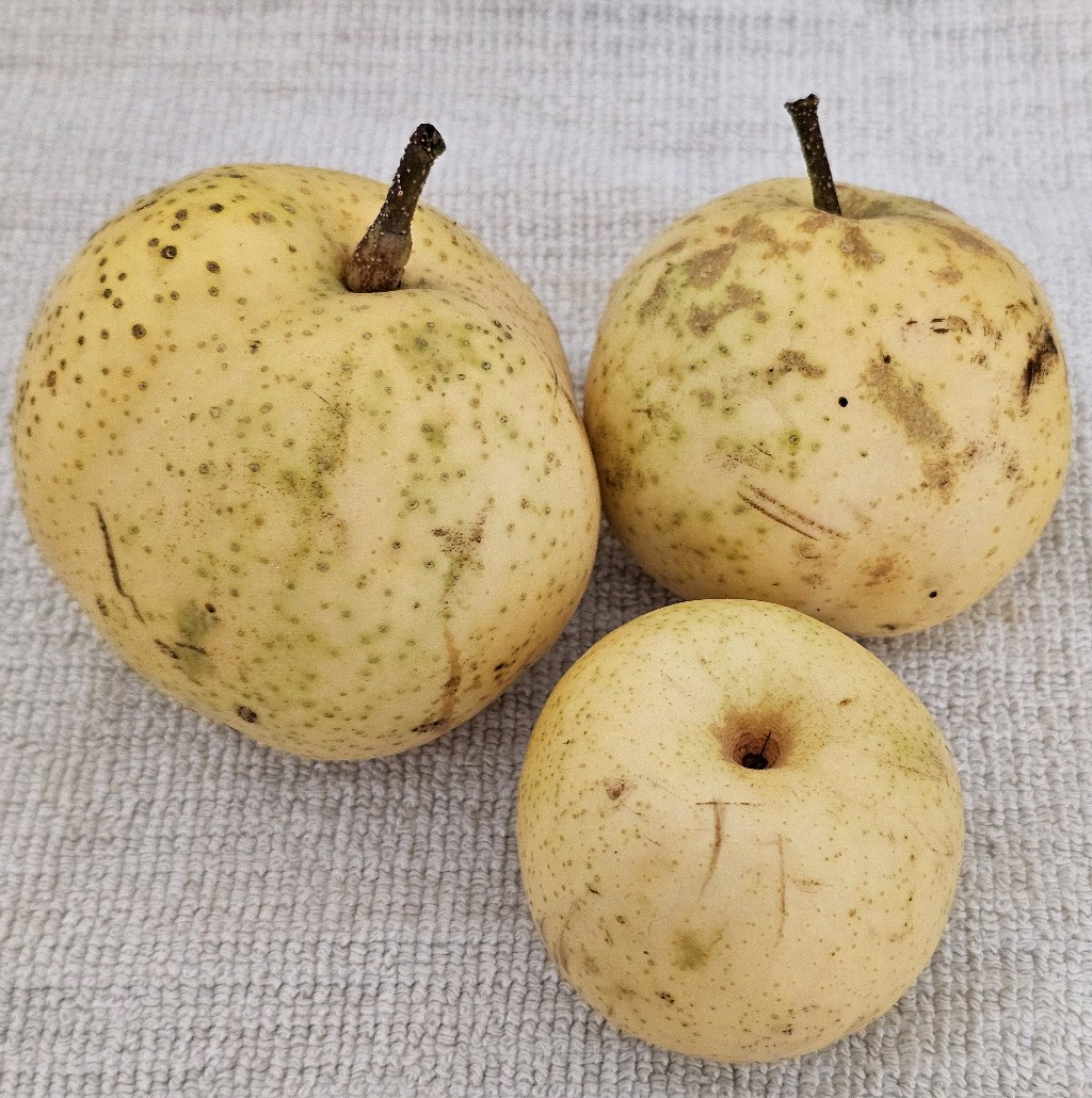 Nijisseiki – Nashi-Birne