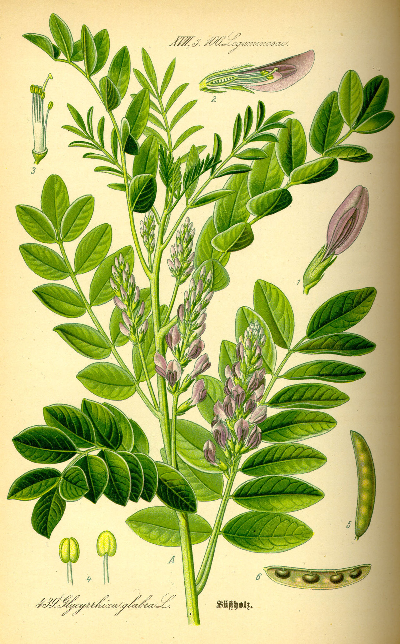 Licorice – Glycyrrhiza glabra