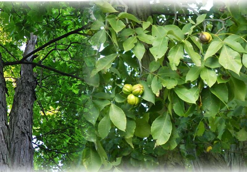 Shagbark hickory – Carya ovata