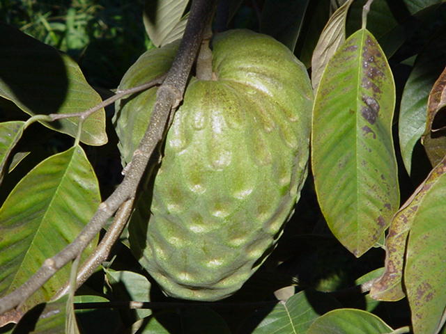 Cherimoya – Annona cherimola