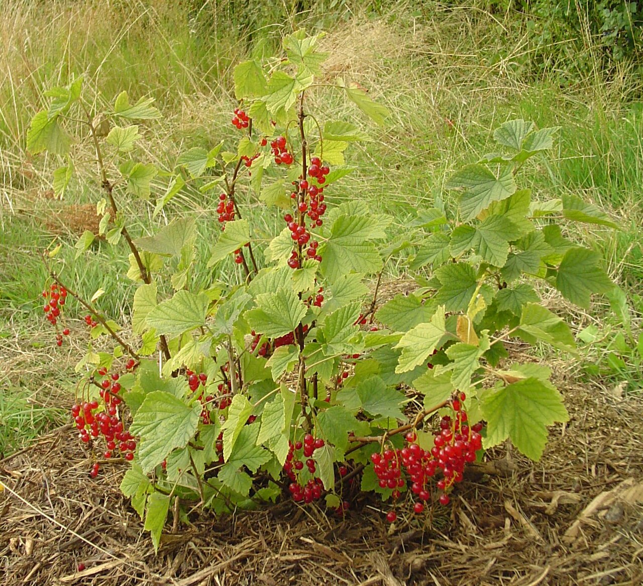 Rote Johannisbeere – Ribes rubrum