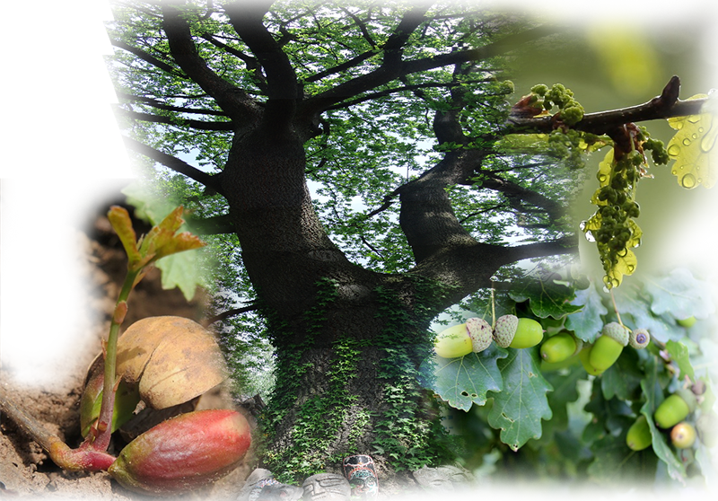 Stieleiche – Quercus robur