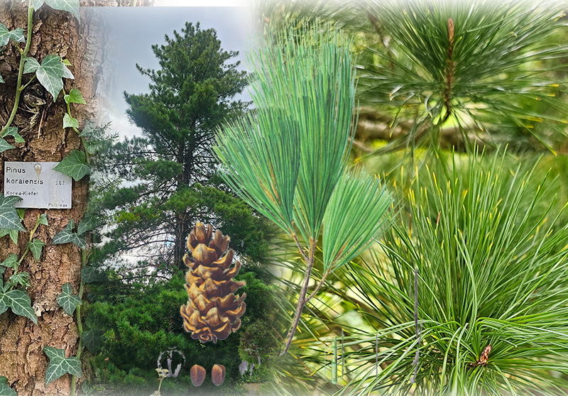 Korean pine – Pinus koraiensis