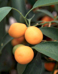 Kumquat – Citrus japonica