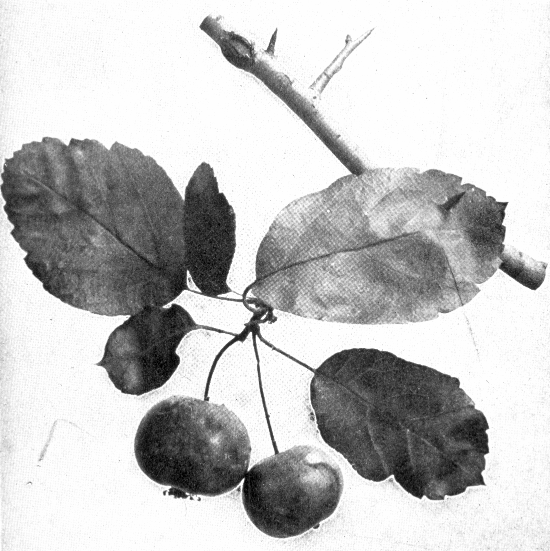 Duftapfel – Malus coronaria