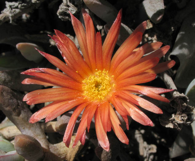 Kupferrote Mittagsblume – Malephora crocea