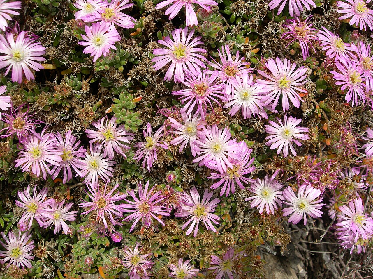 Reichblühende Mittagsblume – Drosanthemum floribundum