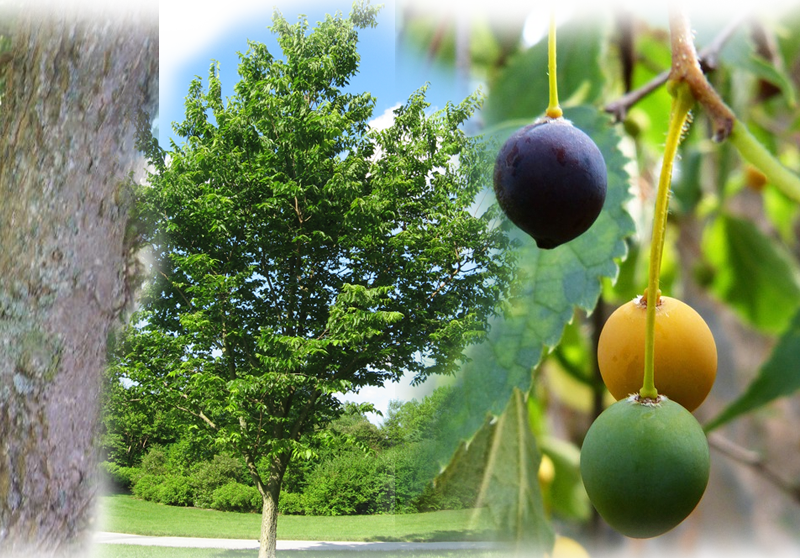 American hackberry – Celtis occidentalis