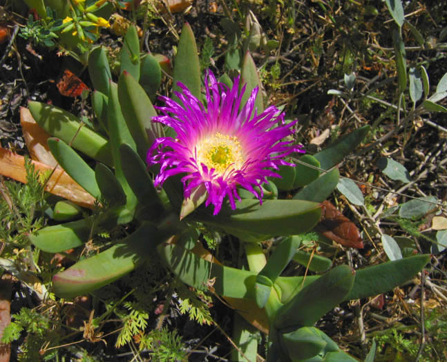 Sea fig – Carpobrotus chilensis