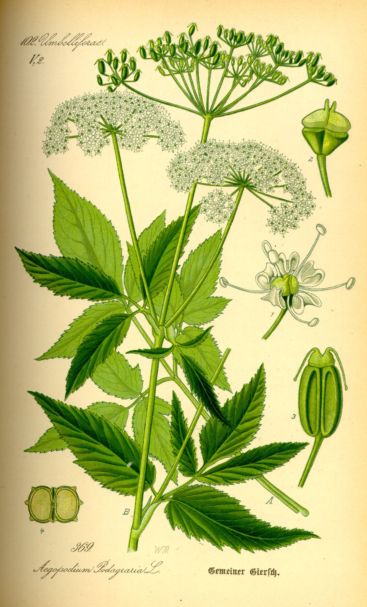 Giersch – Aegopodium podagraria
