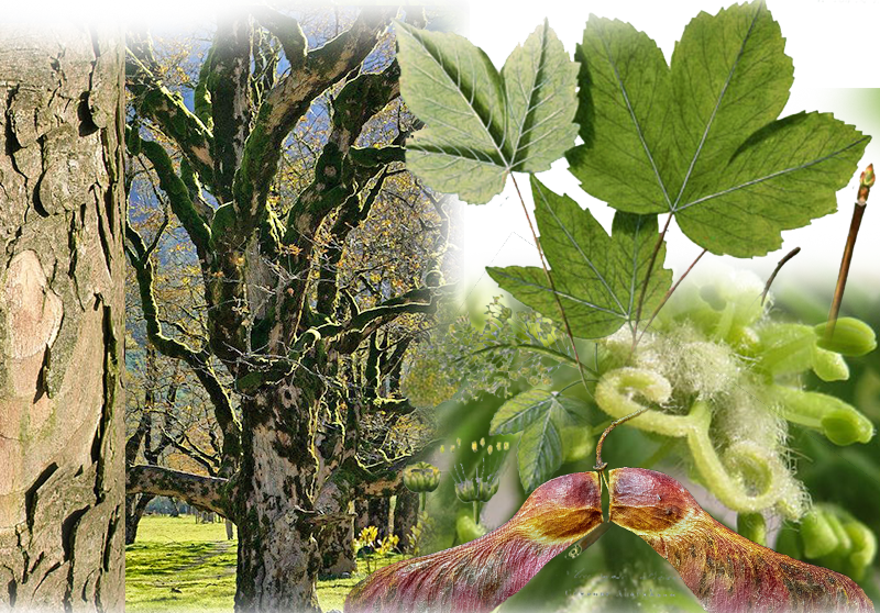 Sycamore maple – Acer pseudoplatanus