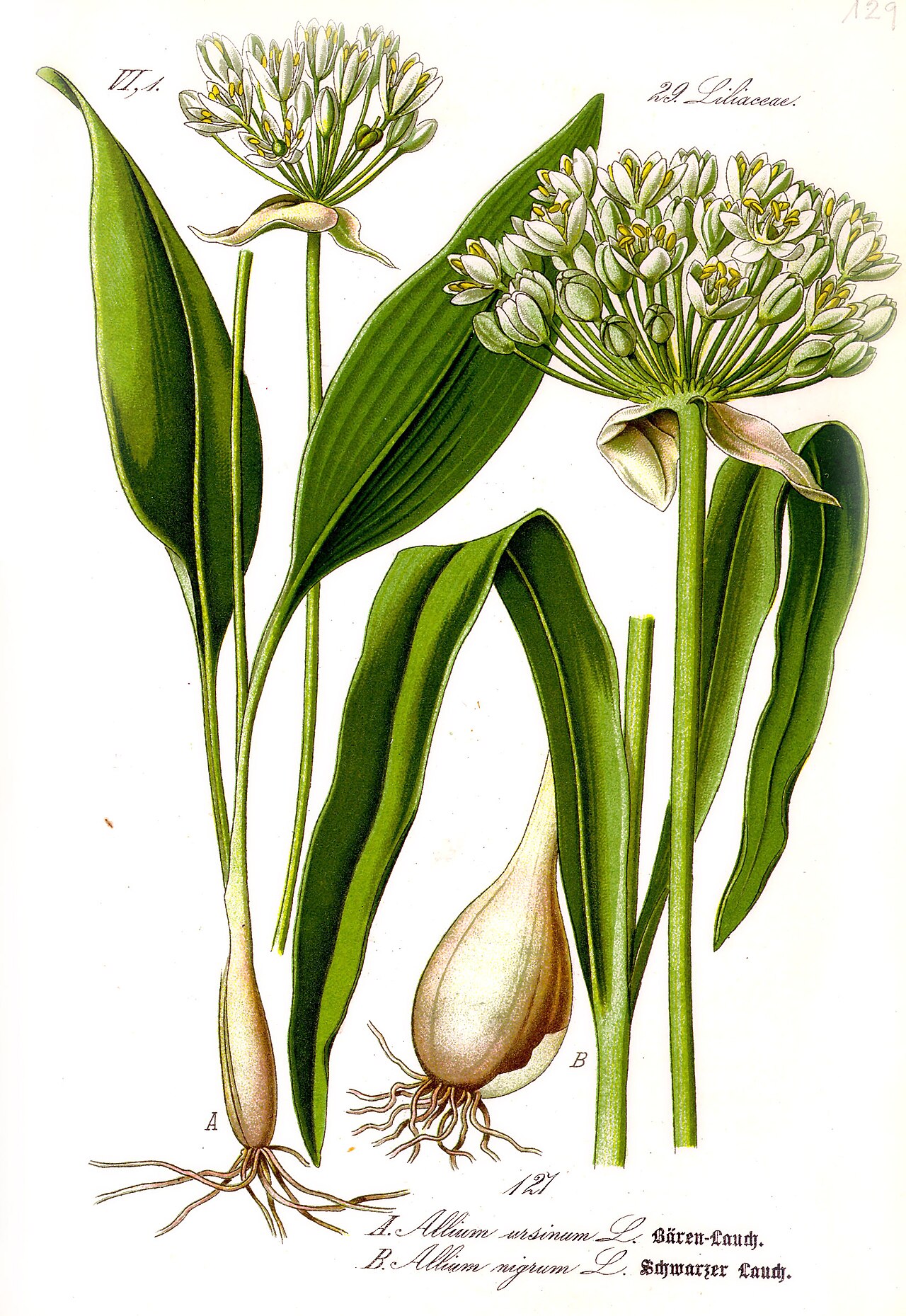 Wild garlic – Allium ursinum