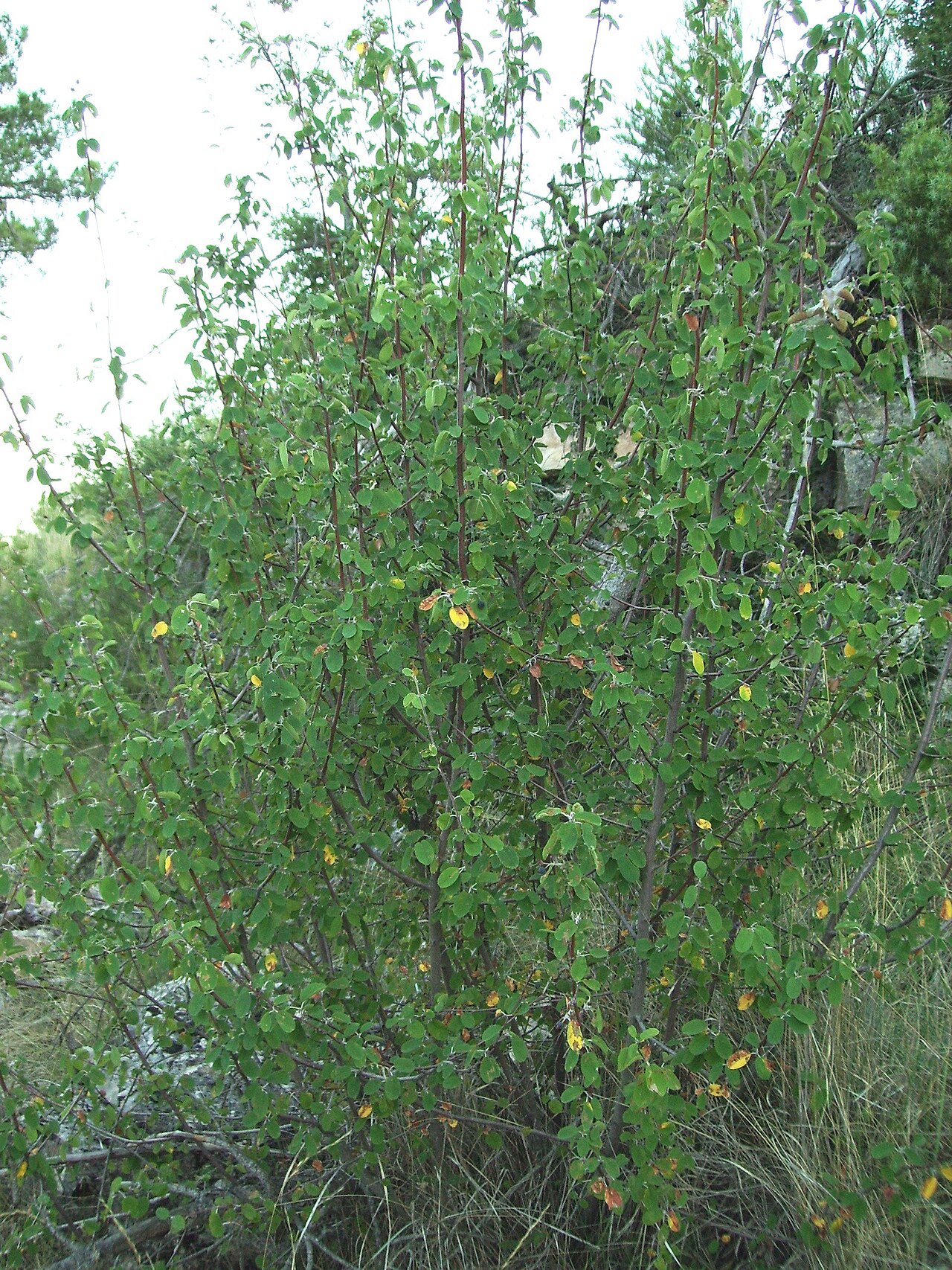 Gemeine Felsenbirne – Amelanchier ovalis