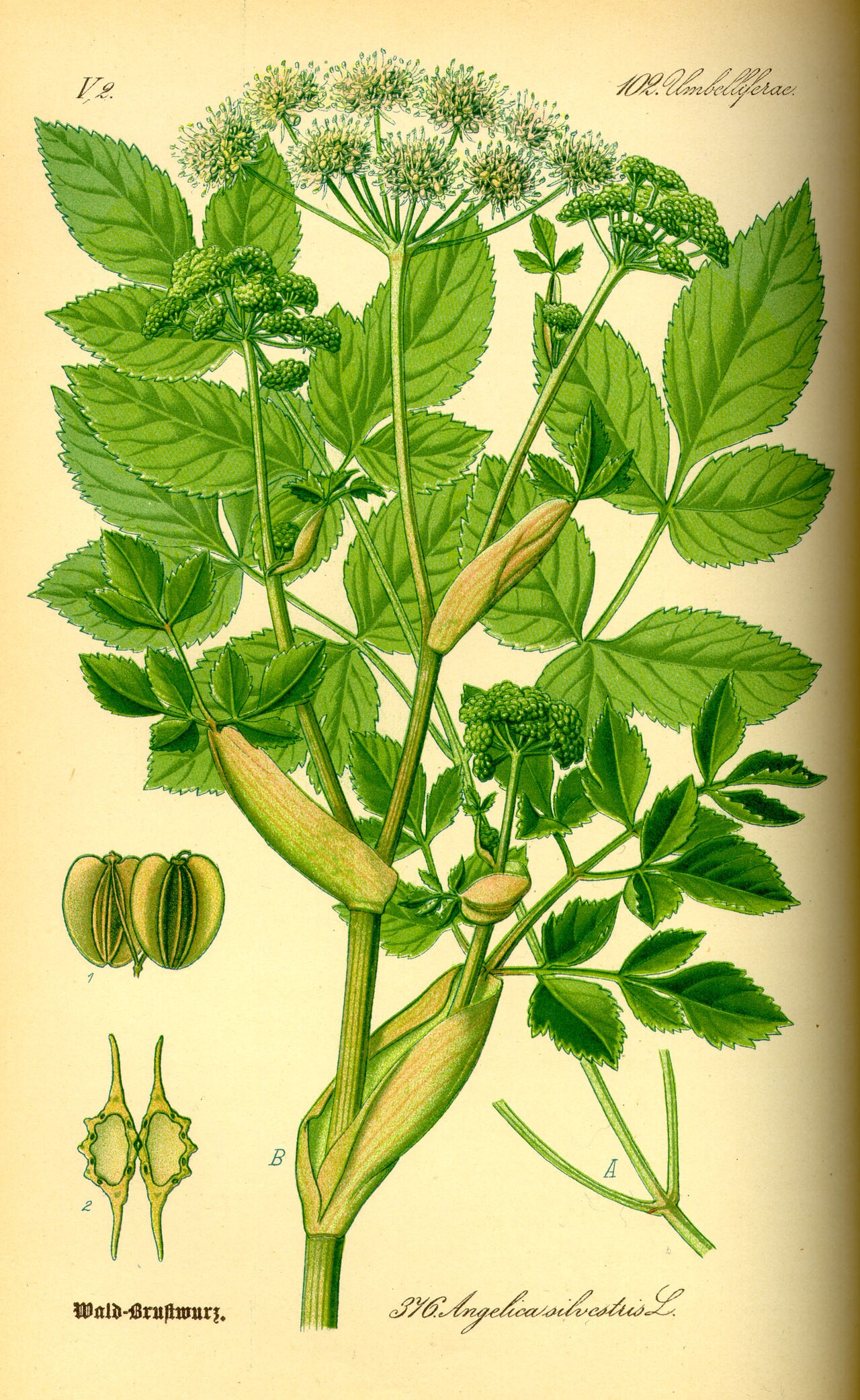 Wild angelica – Angelica sylvestris