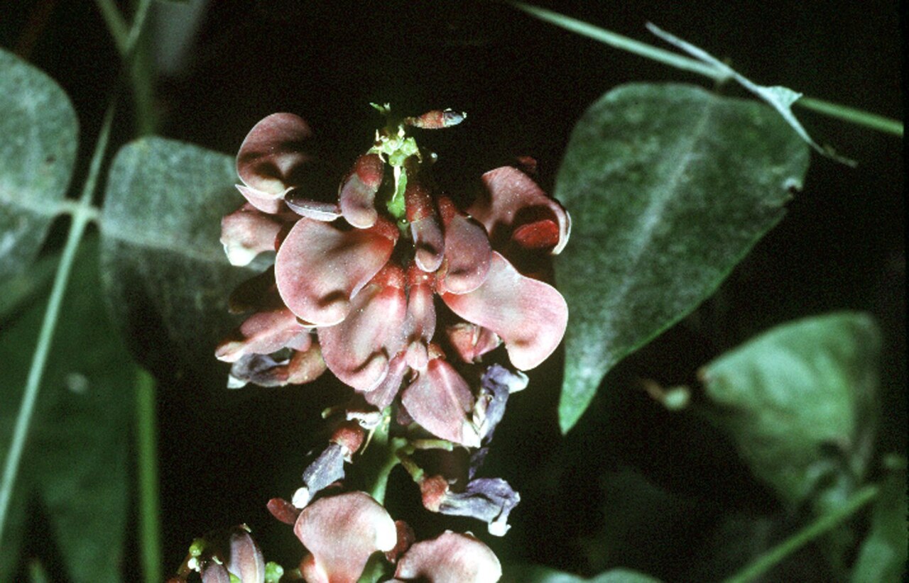 Erdbirne – Apios americana