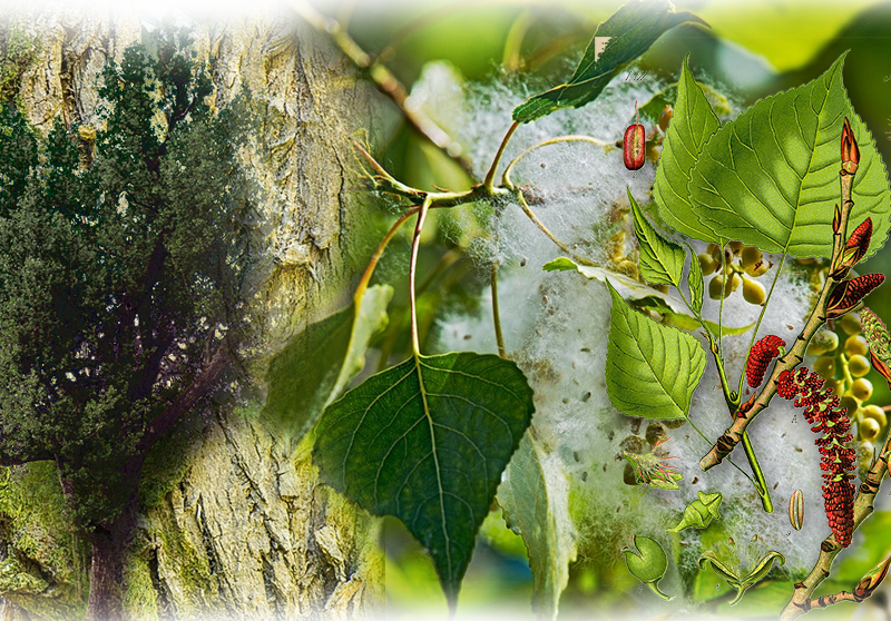 Schwarz-Pappel – Populus nigra