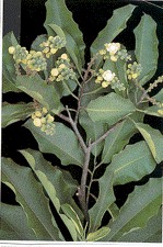 Paranuss – Bertholletia excelsa