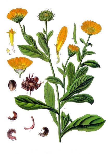 Ringelblume – Calendula officinalis