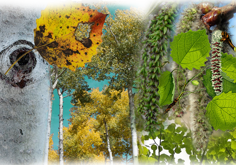 Espe – Populus tremula