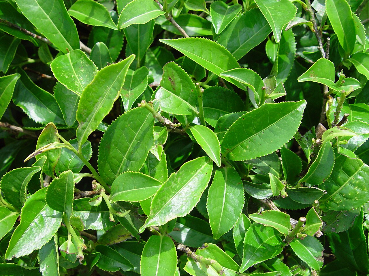 Teestrauch – Camellia sinensis