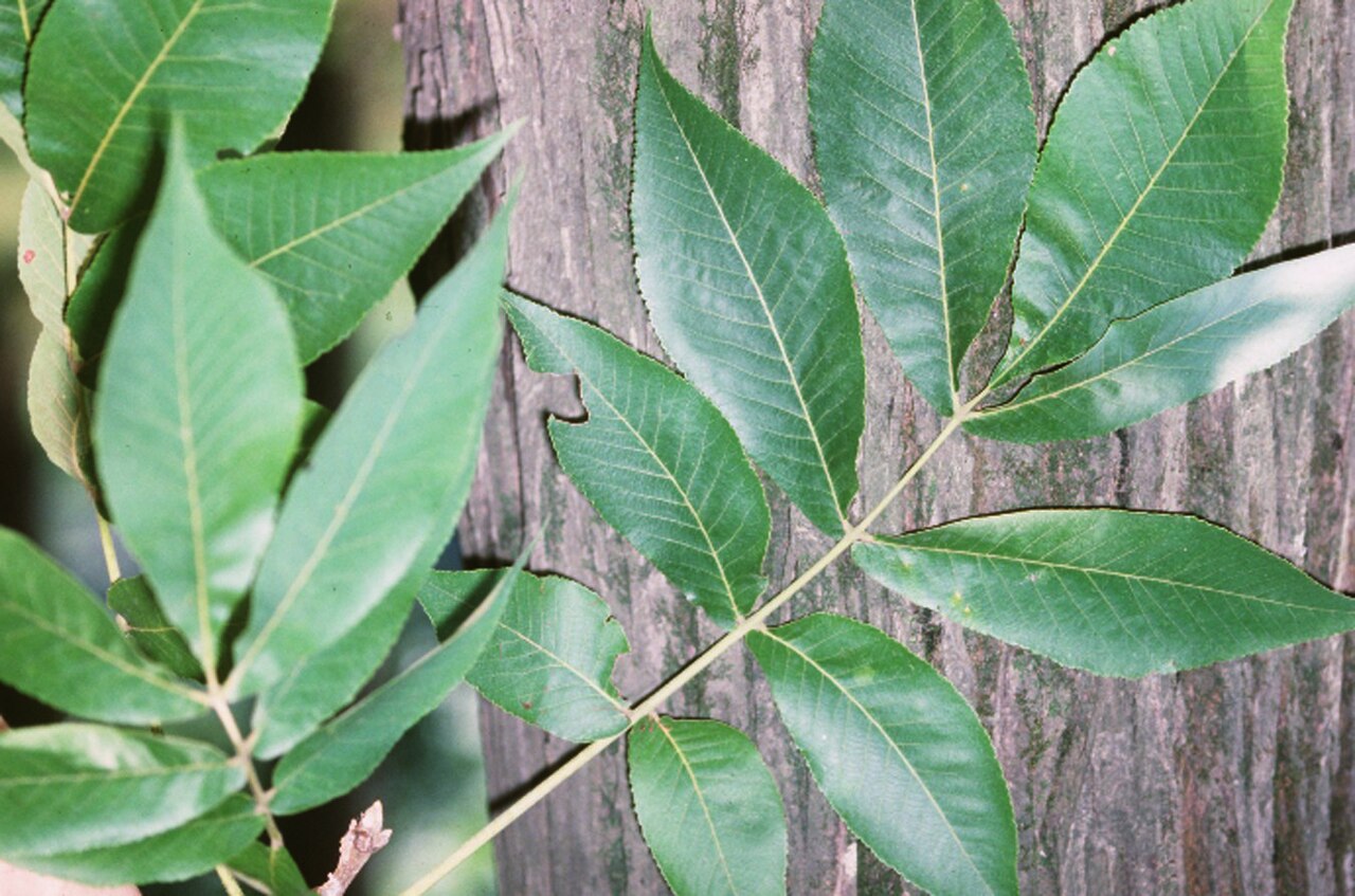 Shellbark hickory – Carya laciniosa